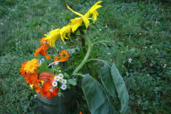 Sunflowers-and-Marigolds-24