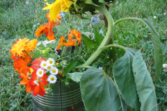 Sunflowers-and-Marigolds-25
