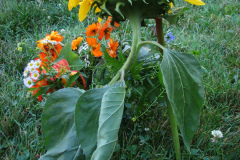 Sunflowers-and-Marigolds-29