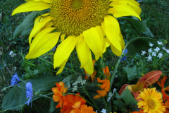 Sunflowers-and-Marigolds-3