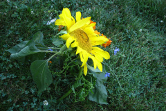 Sunflowers-and-Marigolds-30
