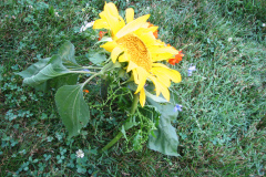 Sunflowers-and-Marigolds-31