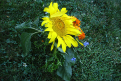 Sunflowers-and-Marigolds-32