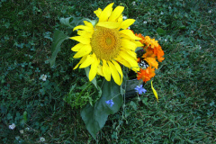 Sunflowers-and-Marigolds-33