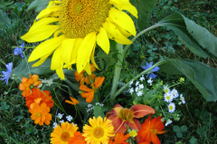 Sunflowers-and-Marigolds-37