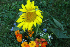 Sunflowers-and-Marigolds-38