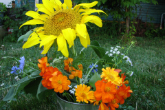 Sunflowers-and-Marigolds-39
