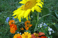 Sunflowers-and-Marigolds-4