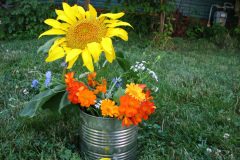 Sunflowers-and-Marigolds-40