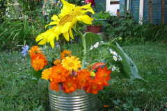 Sunflowers-and-Marigolds-42