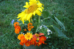 Sunflowers-and-Marigolds-5