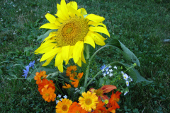 Sunflowers-and-Marigolds-6