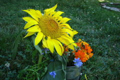 Sunflowers-and-Marigolds-7
