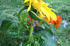Sunflowers-and-Marigolds-9