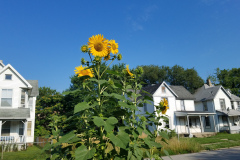 Sunflowers-in-Stump-Sunshine-Aug-2017-1