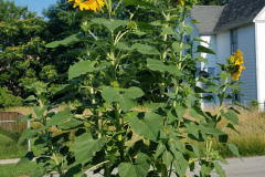Sunflowers-in-Stump-Sunshine-Aug-2017-12