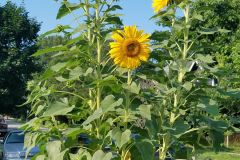 Sunflowers-in-Stump-Sunshine-Aug-2017-13