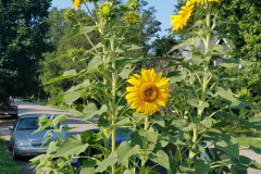 Sunflowers-in-Stump-Sunshine-Aug-2017-14