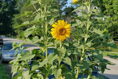 Sunflowers-in-Stump-Sunshine-Aug-2017-16