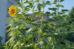 Sunflowers-in-Stump-Sunshine-Aug-2017-19