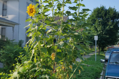 Sunflowers-in-Stump-Sunshine-Aug-2017-20