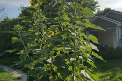 Sunflowers-in-Stump-Sunshine-Aug-2017-21