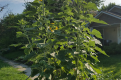 Sunflowers-in-Stump-Sunshine-Aug-2017-22