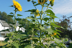 Sunflowers-in-Stump-Sunshine-Aug-2017-23