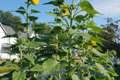 Sunflowers-in-Stump-Sunshine-Aug-2017-24