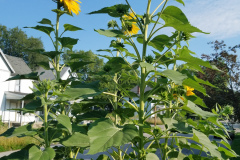 Sunflowers-in-Stump-Sunshine-Aug-2017-25