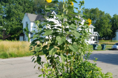 Sunflowers-in-Stump-Sunshine-Aug-2017-26
