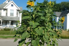 Sunflowers-in-Stump-Sunshine-Aug-2017-27