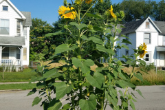 Sunflowers-in-Stump-Sunshine-Aug-2017-28