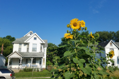 Sunflowers-in-Stump-Sunshine-Aug-2017-29