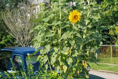 Sunflowers-in-Stump-Sunshine-Aug-2017-3