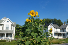 Sunflowers-in-Stump-Sunshine-Aug-2017-31