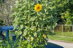 Sunflowers-in-Stump-Sunshine-Aug-2017-4