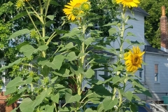 Sunflowers-in-Stump-Sunshine-Aug-2017-5