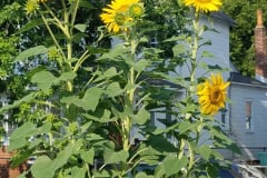 Sunflowers-in-Stump-Sunshine-Aug-2017-5