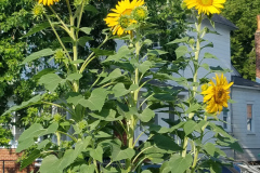 Sunflowers-in-Stump-Sunshine-Aug-2017-6
