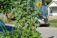 Sunflowers-in-Stump-Sunshine-Aug-2017-7