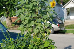 Sunflowers-in-Stump-Sunshine-Aug-2017-8