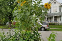 Sunflowers-in-Stump-cloudy-July-2017-1