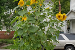 Sunflowers-in-Stump-cloudy-July-2017-10