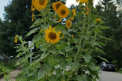 Sunflowers-in-Stump-cloudy-July-2017-11