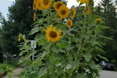 Sunflowers-in-Stump-cloudy-July-2017-12