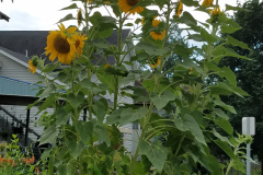 Sunflowers-in-Stump-cloudy-July-2017-14