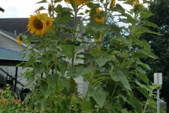 Sunflowers-in-Stump-cloudy-July-2017-15