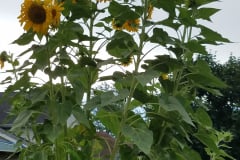 Sunflowers-in-Stump-cloudy-July-2017-16