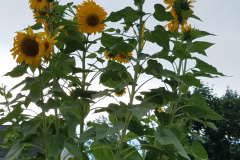 Sunflowers-in-Stump-cloudy-July-2017-17
